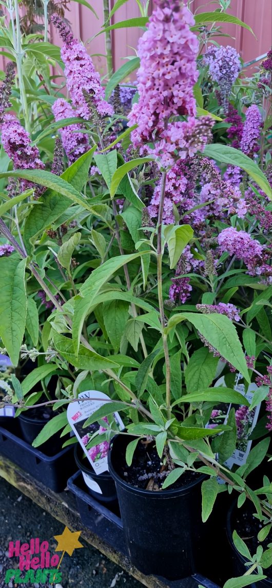 A charming Buddleja 'Buzz™ Soft Pink' in a 6" pot with purple flowers and green leaves is displayed for sale, complete with a plant tag.