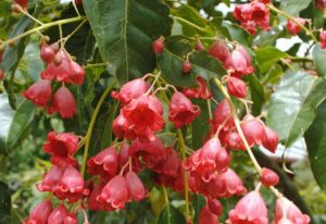 The Brachychiton 'Jerilderie Red' Flame Tree exhibits clusters of pinkish-red, bell-shaped flowers amid its glossy green leaves.