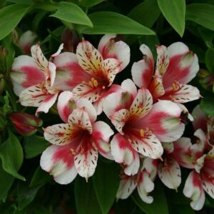 A cluster of white and pink Alstroemeria 'Inca Sweety' Peruvian Lily 6" Pot, with green leaves surrounding them. The petals have pink and white patterns with small specks of red.