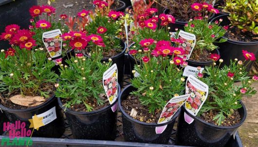 Argyranthemum 'Angelic™ Burgundy' Daisy 6" pots, adorned with labeled tags, beautifully enhance the garden center display in shades of pink and red.