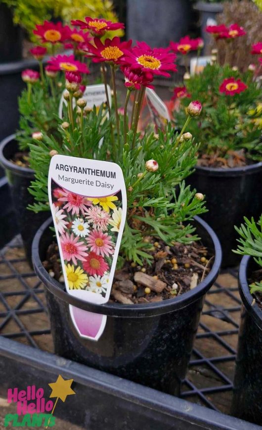 A vibrant potted plant labeled "Argyranthemum 'Angelic™ Burgundy' Daisy" showcases its pink and yellow blooms, nestled in a 6" pot atop a wire shelf.