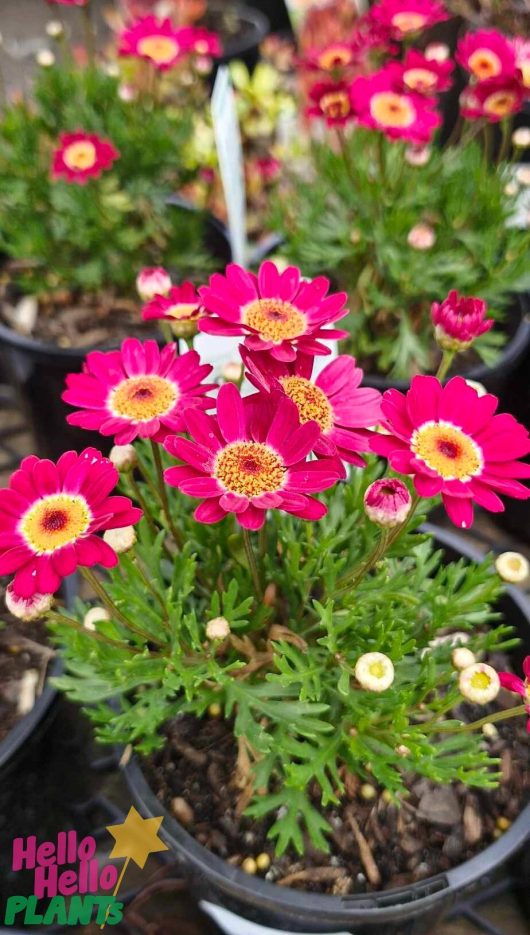 Close-up of potted Argyranthemum 'Angelic™ Burgundy' daisies featuring vibrant pink blooms and lush green foliage in a 6" pot.