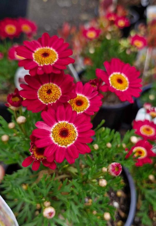 Close-up of vibrant Argyranthemum 'Angelic™ Burgundy' Daisies with yellow centers in 6" pots, surrounded by lush green foliage and a few budding daisies.