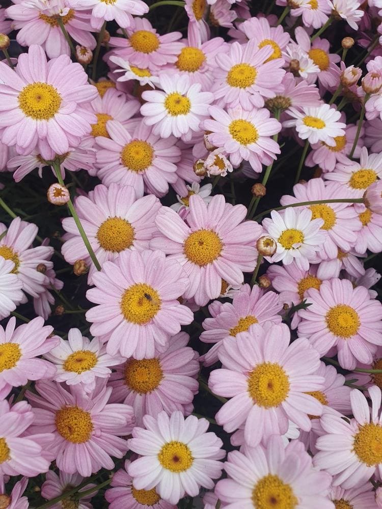 Argyranthemum 'Angelic™ Baby Pink' Daisy 6