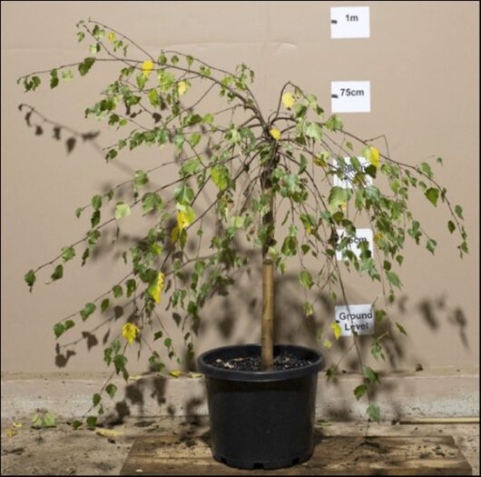 A small Betula 'Silver Birch Weeping' (Groundcover) 12" Pot with drooping branches and yellowing leaves stands in a 12" pot in front of a beige wall with measurement markings at 1 meter, 75 centimeters, and ground level.