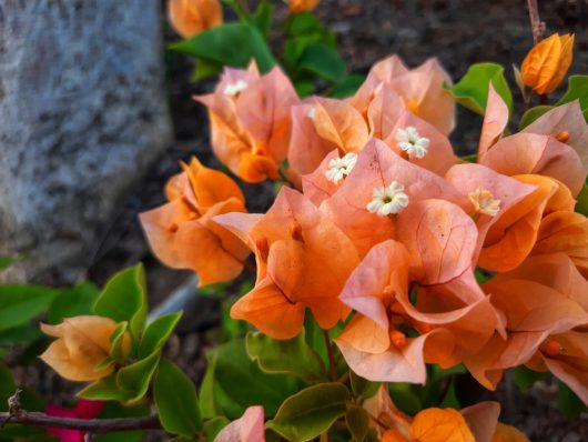 Vibrant orange bougainvillea flowers in full bloom contrast beautifully with green leaves and the dark pink hues of a nearby Gaura BELLEZA® 'Dark Pink' Butterfly Bush.