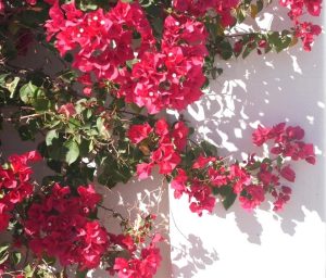 Gaura BELLEZA® 'Dark Pink' Butterfly Bush with vibrant blooms and green leaves casts shadows against a white wall in the bright sunlight.