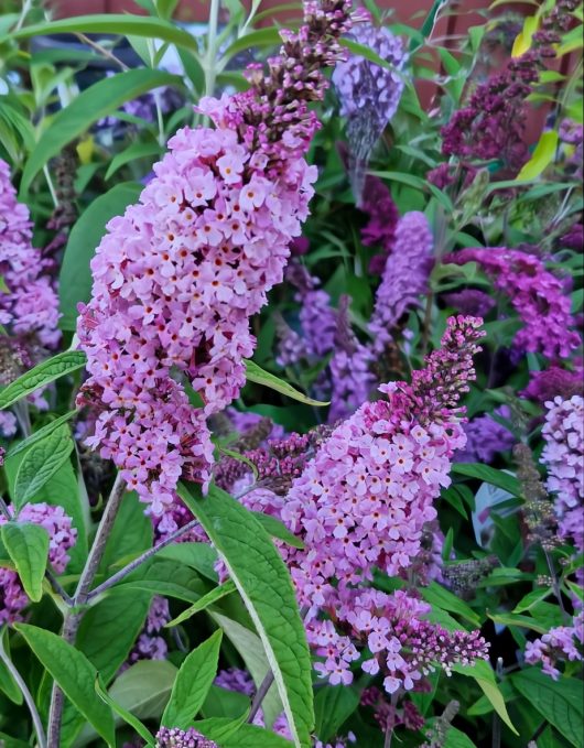 Clusters of Buddleja 'Buzz™ Soft Pink' flowers, featuring soft pink and purple blooms with green leaves, thrive in the garden, perfectly arranged in a 6" pot.