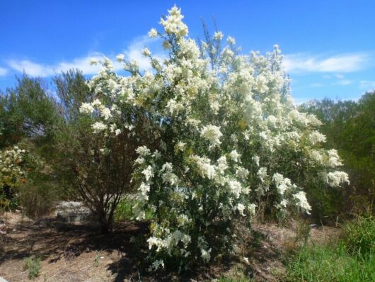 A large, bushy Bursaria 'Sweet Bursaria' with white flowers blooms under a clear blue sky with a few wispy clouds. Green foliage surrounds the plant.