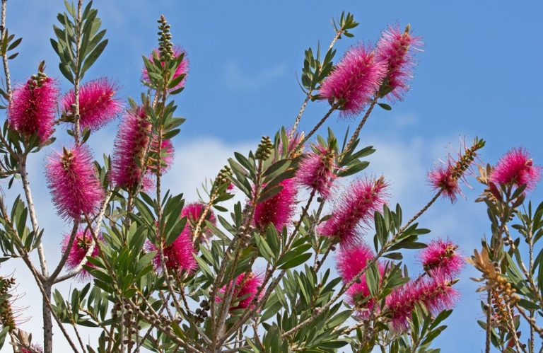 Callistemon 'Burgundy' - Hello Hello Plants