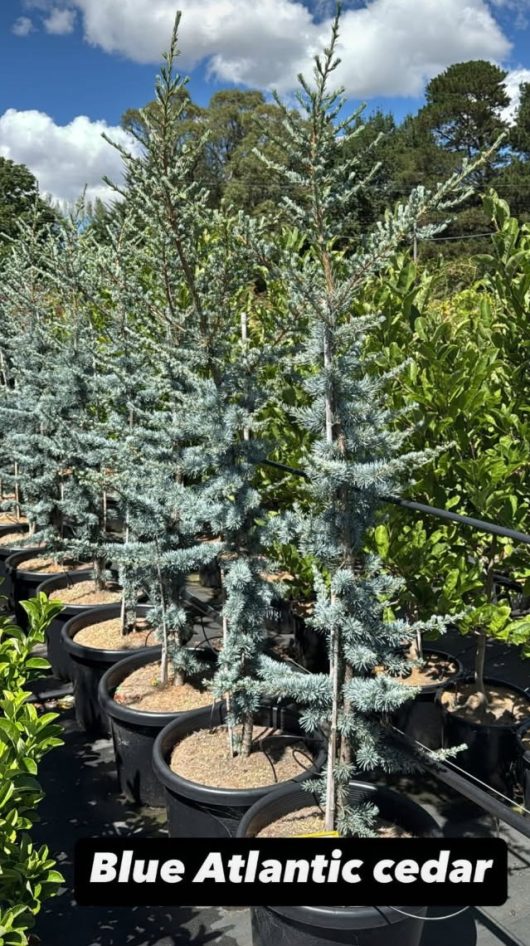 Cedrus 'Blue Atlas Cedar' in 20" pots are lined up in a garden nursery under a sunny sky.