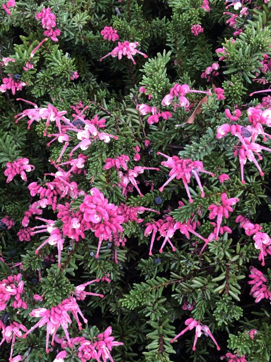 Dense green foliage with clusters of small, pink and purple flowers reminiscent of a Grevillea 'Strawberry Smoothie' plant.