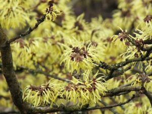 Close-up of a witch hazel tree branch, known as Hamamelis 'Witch Hazel' Yellow 13" Pot, with clusters of yellow flowers and thin, curly petals.