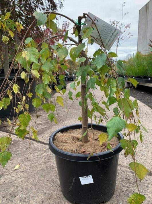 Betula 'Silver Birch Weeping' (Groundcover) 12" Pot