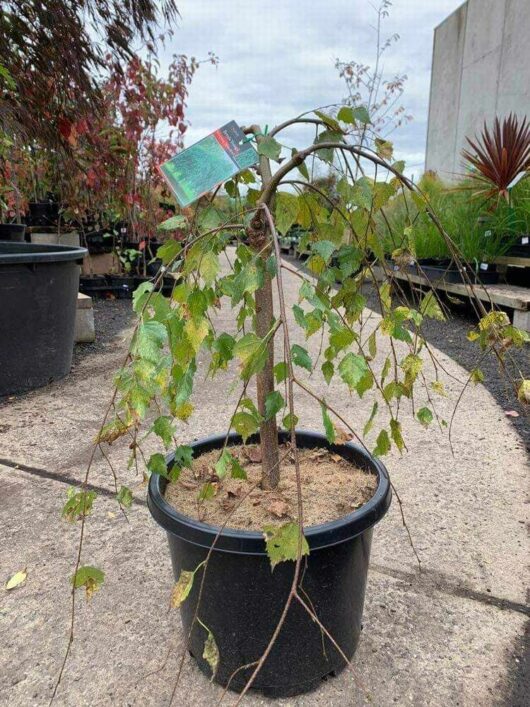 Betula 'Silver Birch Weeping' (Groundcover) 12" Pot