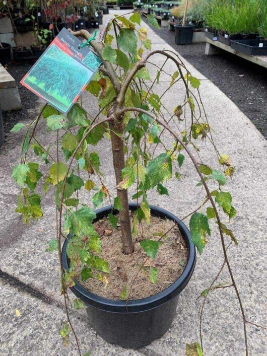 Betula 'Silver Birch Weeping' (Groundcover) 12" Pot