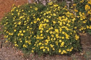 A dense bush with small, bright yellow flowers and dark green leaves sits gracefully in the garden, harmonizing with the nearby Gaura BELLEZA® 'Dark Pink' Butterfly Bush.