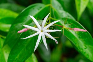 A white star-shaped flower with eight petals is framed by lush green leaves and accompanied by two dark pink buds, reminiscent of the Gaura BELLEZA®'Dark Pink' Butterfly Bush.