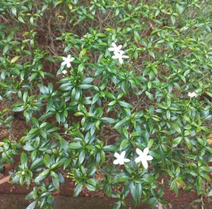 The Gaura BELLEZA® 'Dark Pink' Butterfly Bush has small, glossy green leaves and numerous dark pink star-shaped flowers that attract vibrant butterflies.