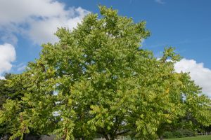 A majestic Juglans nigra 'Black Walnut' tree with lush foliage stands against a blue sky with scattered clouds.