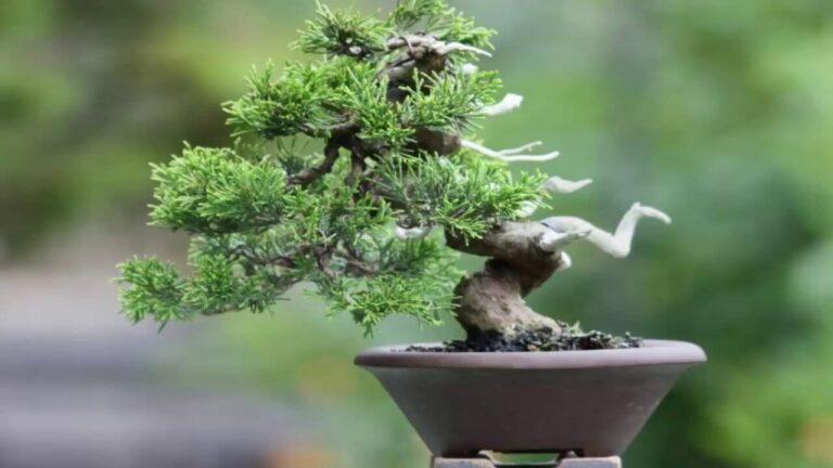 Juniperus 'Shimpaku' (Bonsai Starter) 8" Pot - Hello Hello Plants