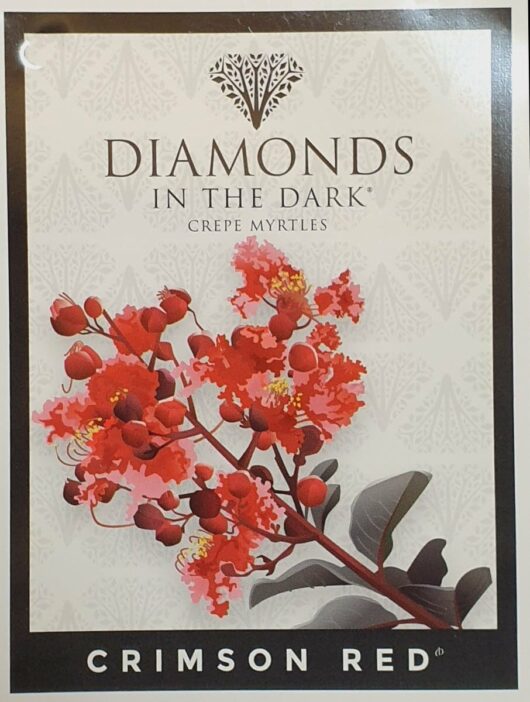 Label for "Lagerstroemia (Diamonds in the Dark®) 'Crimson Red™' 12" Pot (Eco Grade)" showcasing bright crimson red blossoms and the text "CRIMSON RED" at the bottom. This Lagerstroemia variety is an Eco Grade choice for your garden.