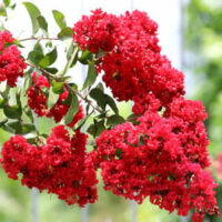 Close-up of vibrant red Lagerstroemia 'Enduring Summer Red' Crepe Myrtle flowers in full bloom against a blurred green background.
