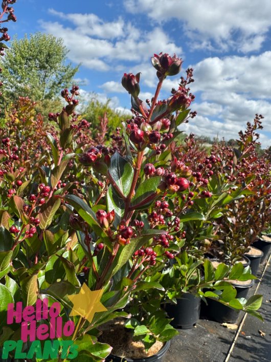 Rows of potted Lagerstroemia 'Enduring Summer Red' Crepe Myrtle with vibrant red buds under a partly cloudy sky. A bright green and purple logo is positioned in the bottom left corner.