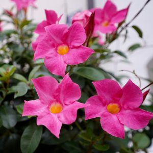 Dark pink flowers with yellow centers and green leaves create a vibrant garden setting, showcasing the delicate Gaura BELLEZA® 'Dark Pink' Butterfly Bush plants.