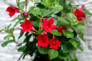 The Gaura BELLEZA® 'Dark Pink' Butterfly Bush, with its red flowers and pointed petals, creates a striking contrast against the white brick background. Its lush green leaves and graceful presence enhance the scene's natural beauty.