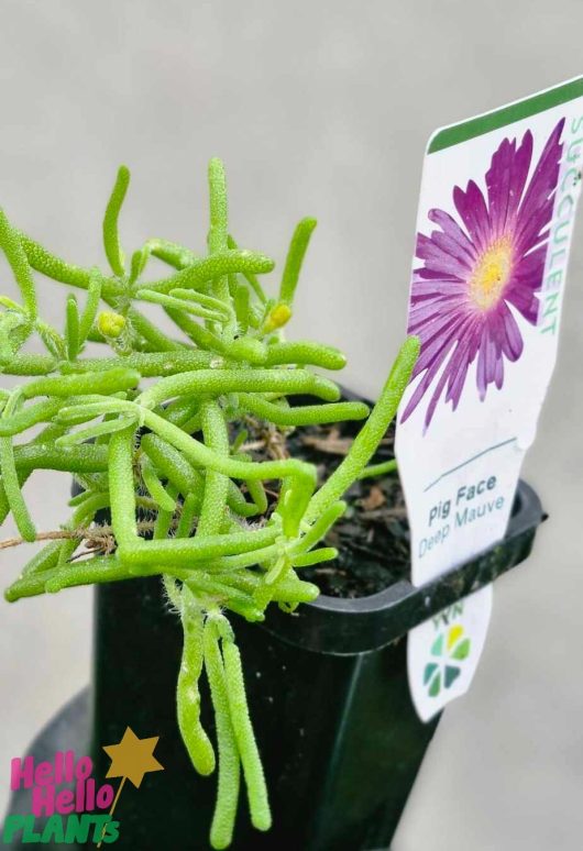 A Mesembryanthemum Pig Face 'Mauve' 4" Pot includes a tag showcasing the vibrant purple flower.