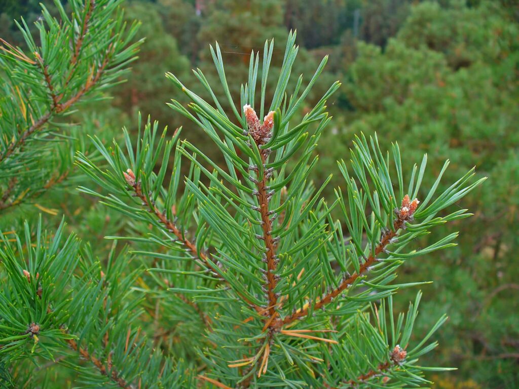 Scots pine что это