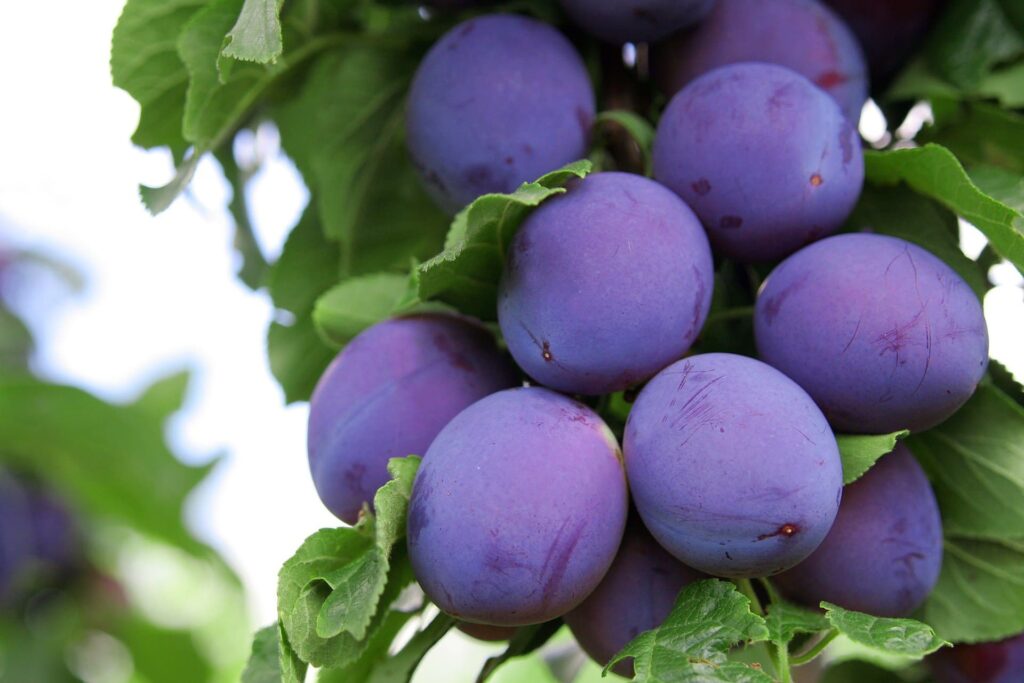 Prunus 'Angelina Burdett' Plum - Hello Hello Plants