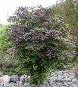 A Pseudopanax 'Coastal Purple 5 Finger' 8" Pot with dark green and purple leaves stands amidst a pebble-covered ground.