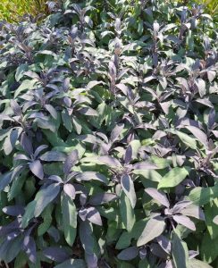 The Salvia 'Amistad' Sage, with its dense purple blooms and elongated leaves, thrives in sunlight. Perfectly suited for a 6" pot, it adds vibrant color to any garden or patio.