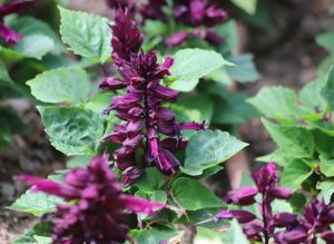 The Salvia 'Amistad' Sage in a 6" pot is a charming garden addition, featuring purple flowers and lush green leaves.