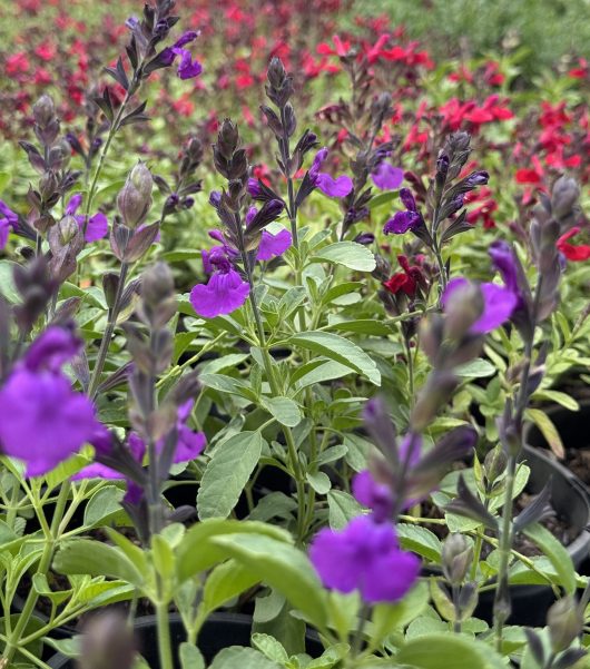 In a garden, the vibrant blooms of purple and red flowers, including lush greenery, create a picturesque scene. The air is filled with the serene scent of Salvia 'Amistad' Sage from its 6" pot.