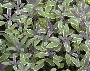 A close-up of green and purple Salvia 'Amistad' Sage leaves in a 6" pot, featuring white edges and densely filling the frame.