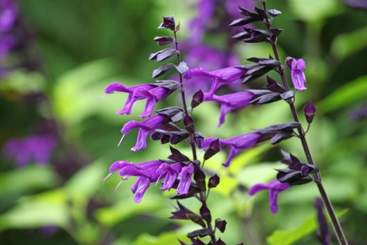 Close-up of Salvia 'Amistad' Sage in a 6" pot, featuring vibrant purple flowers against dark stems and a blurred green background.