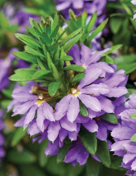 Close-up of purple Scaevola Bondi™ 'Blue' 6" Pot flowers with green foliage in the background, elegantly displayed in a 6" pot.