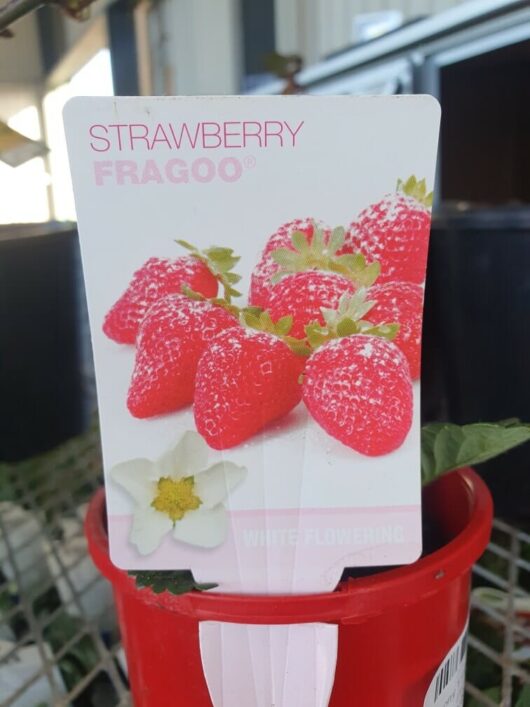 Label for Strawberry 'Fragoo Pink' 4'' Pot with an image of strawberries and a flower, placed in a 4'' red pot. The label indicates it is "White Flowering.