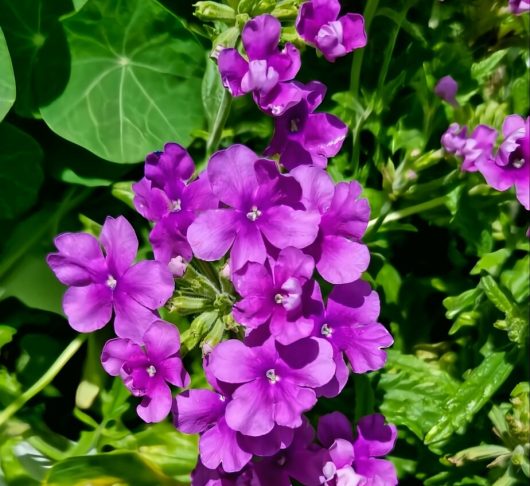 Close-up of vibrant Verbena 'Deep Purple' flowers in a lush 4" pot, with green leaves softly blurred in the background.