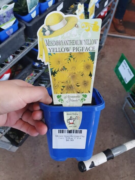 A hand holds a Mesembryanthemum 'Yellow' Pig Face 4" Pot with a label for "Yellow Pigface" (Mesembryanthemum 'Yellow'), showcasing a yellow flower image and plant details including its water rating. The price tag reads $6.99.