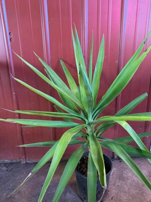 A green Yucca elephantipes 'Stick Yucca' 6" Pot with long, pointed leaves in a 6" black pot, set against a background of a red metal wall.