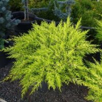 Cupressus 'Golden Halo' 8