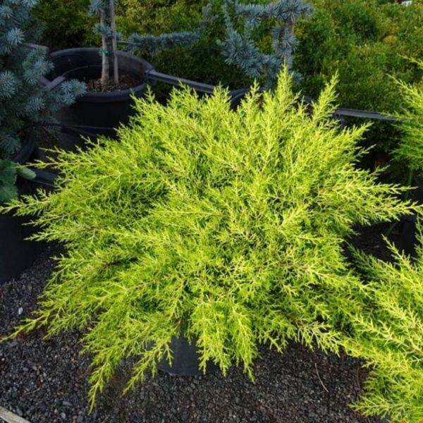 Cupressus 'Golden Halo' 8