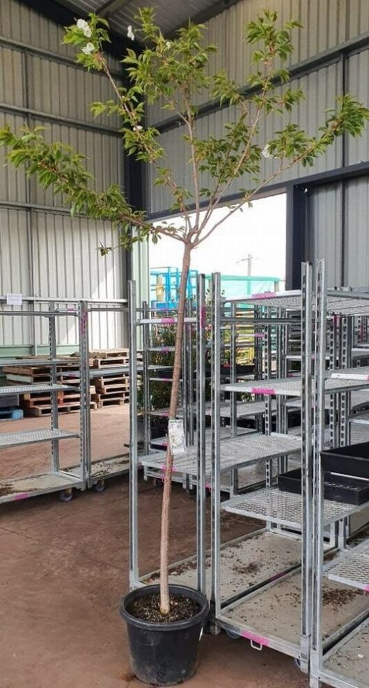 A Prunus 'Mount Fuji' Upright Cherry (Tree Form) in a 16" pot is placed inside a large, open warehouse with metal shelving units.