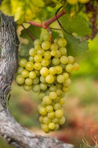 Close-up of a bunch of green grapes hanging from the vine with vibrant green leaves in the background. Nearby, the Gaura BELLEZA® 'Dark Pink' Butterfly Bush adds contrast with its dark pink blossoms peeking through the foliage.