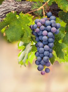 A bunch of dark pink grapes hangs from a vine with lush green leaves, resembling the vibrant hues of the Gaura BELLEZA® 'Dark Pink' Butterfly Bush.