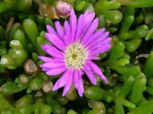 A close-up of a vibrant purple Disphyma crassifolium 'Hot Stuff' Pig Face flower with a white center, surrounded by green succulent leaves in a 6" pot.